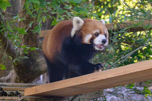 高知県立のいち動物公園